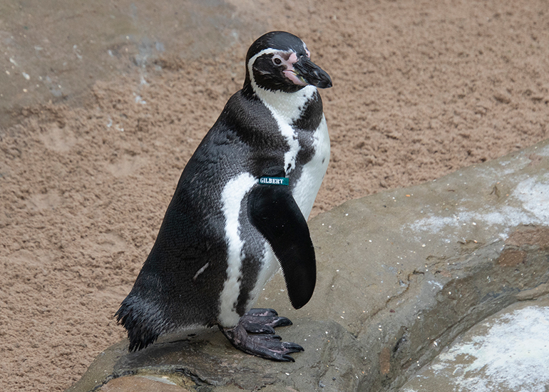 Gilbert - Humboldt Penguin