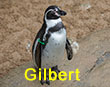 Gilbert - Green Tag - Penguin