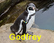 Godfrey - Yellow and Blue Tag - Penguin