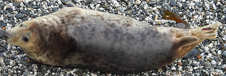 Goonies - photo taken by Sue Sayer on 22nd March 2021