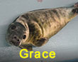 Grace, a rescued grey seal pup from the 2017/18 season