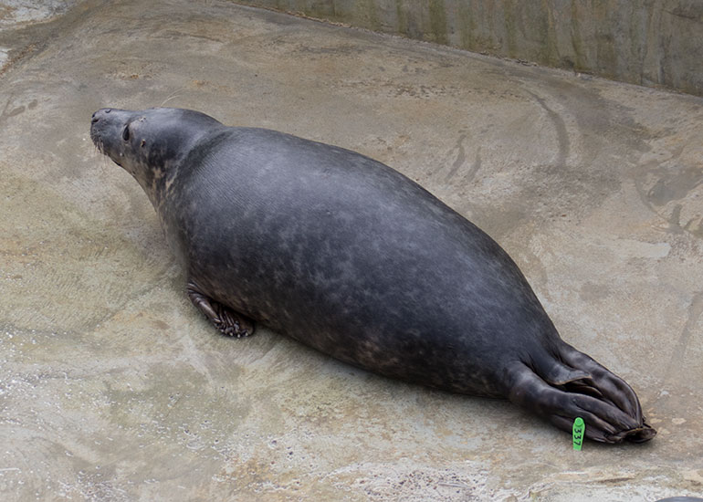 Grambler in the rehab pool on 26th March 2018