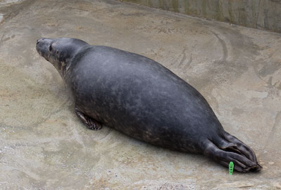 Grambler