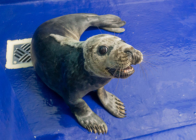 Gremlin, rescued seal pup