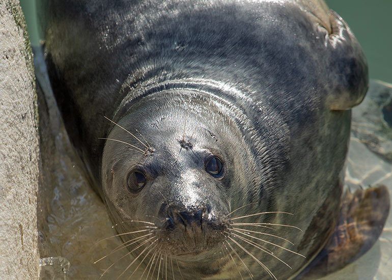 Gremlin, rescued seal pup