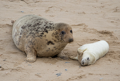 Grey seal mum and her pup
