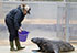 Grey Seal Enclosure