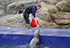 Grey Seal Enclosure