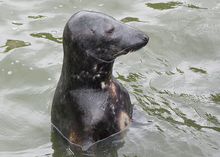 Grey Seal Enclosure