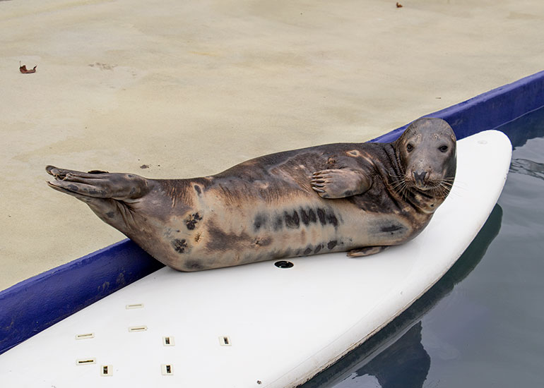Grey Seals