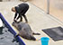 Grey Seals