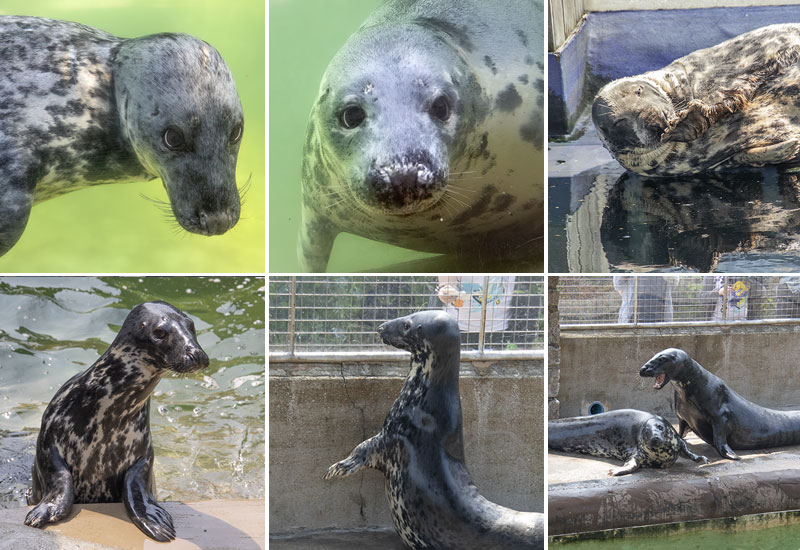 Grey Seals
