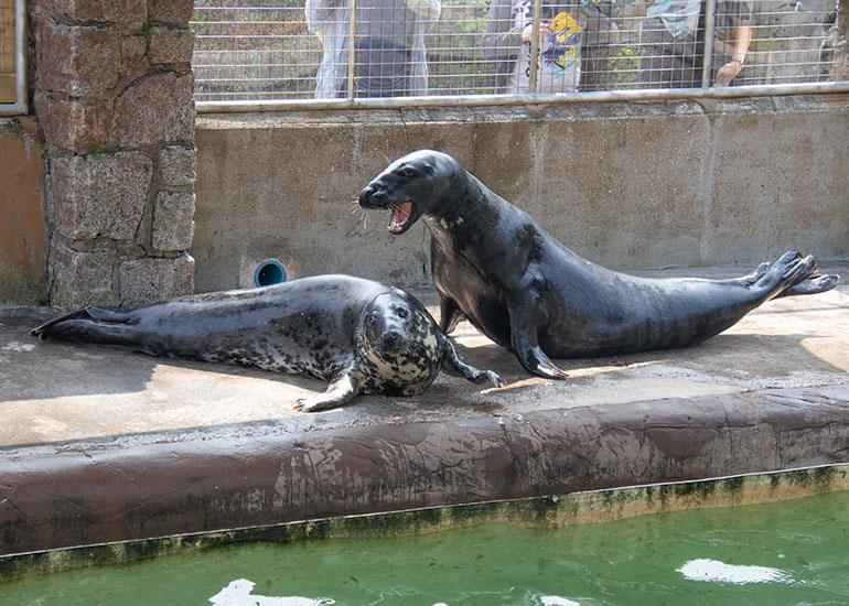 Grey Seals