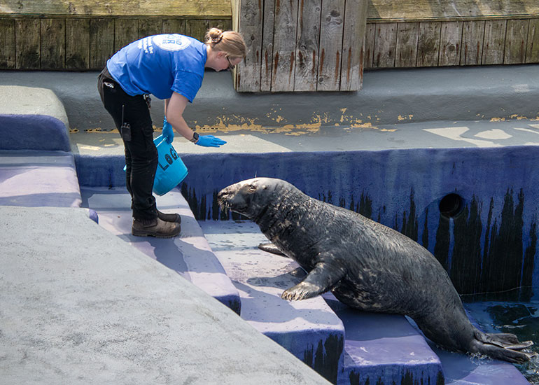 Grey Seals