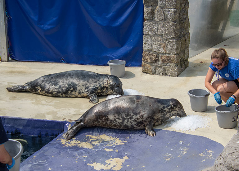 Grey Seals