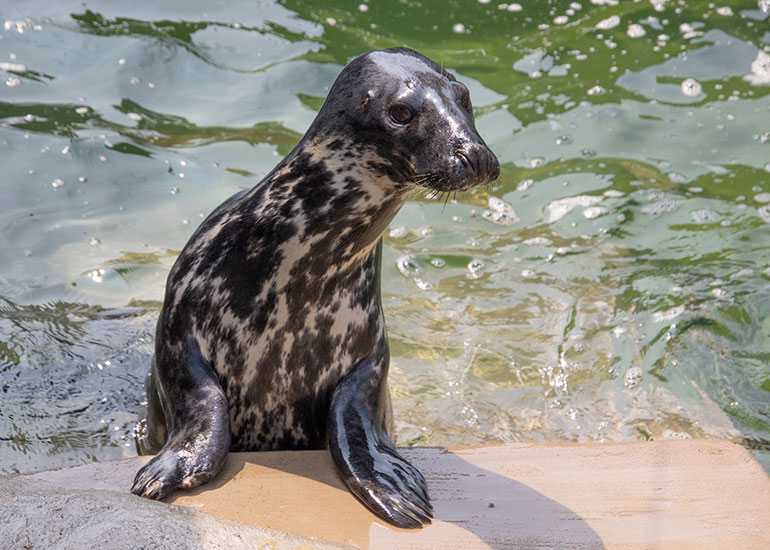 Grey Seals
