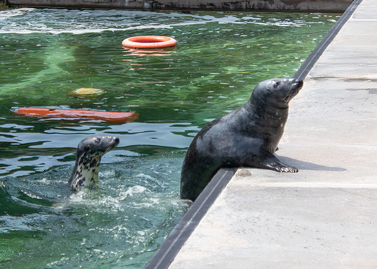 Grey Seals