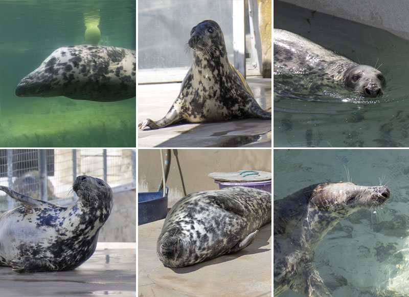 Grey Seals - 7th July 2024