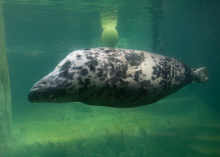 Grey Seals