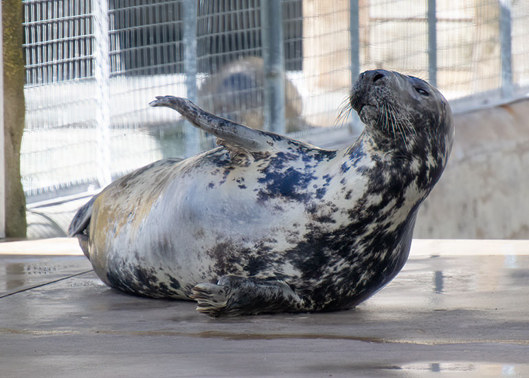Grey Seals