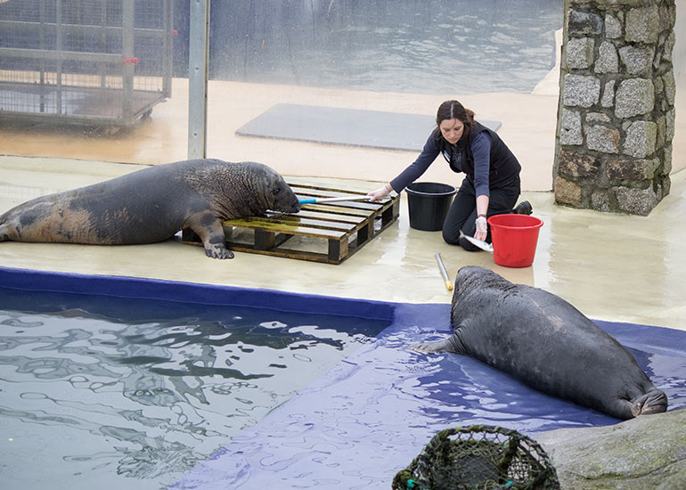 Resident Grey Seals