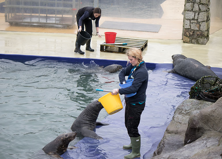 Resident Grey Seals