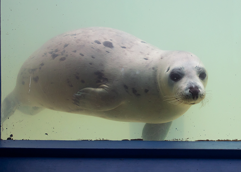 Bananarana, rescued seal pup