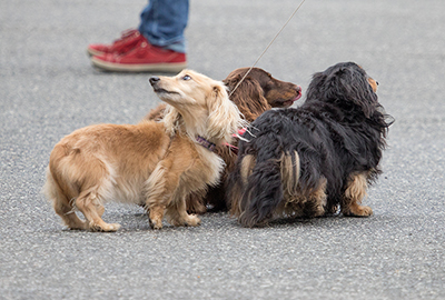 Three beautiful dachshunds visitors