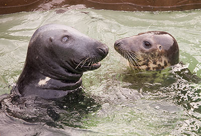 Ray having a chat with Willow