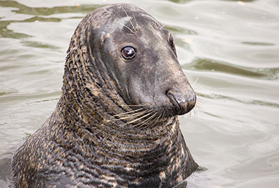 Cornish Seal Sanctuary