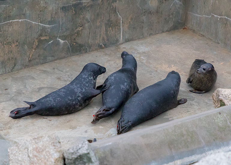 Cornish Seal Sanctuary