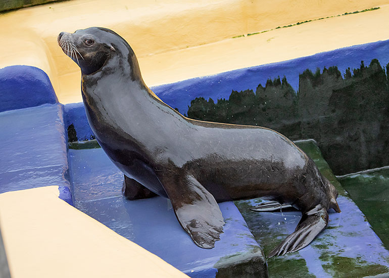 Cornish Seal Sanctuary