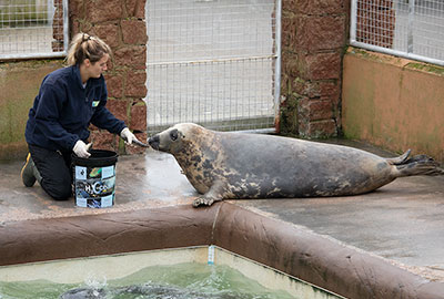 Cornish Seal Sanctuary