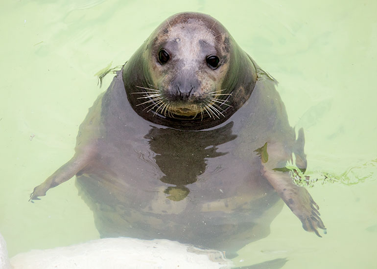 Cornish Seal Sanctuary