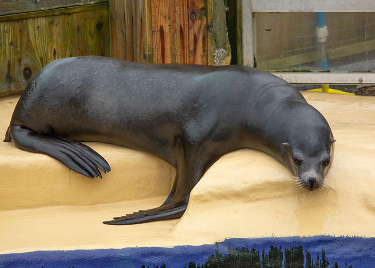 Cornish Seal Sanctuary