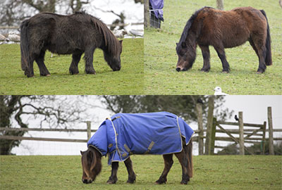 TUPPENCE, BRACKEN and MUFFIN