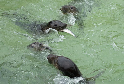 Cornish Seal Sanctuary