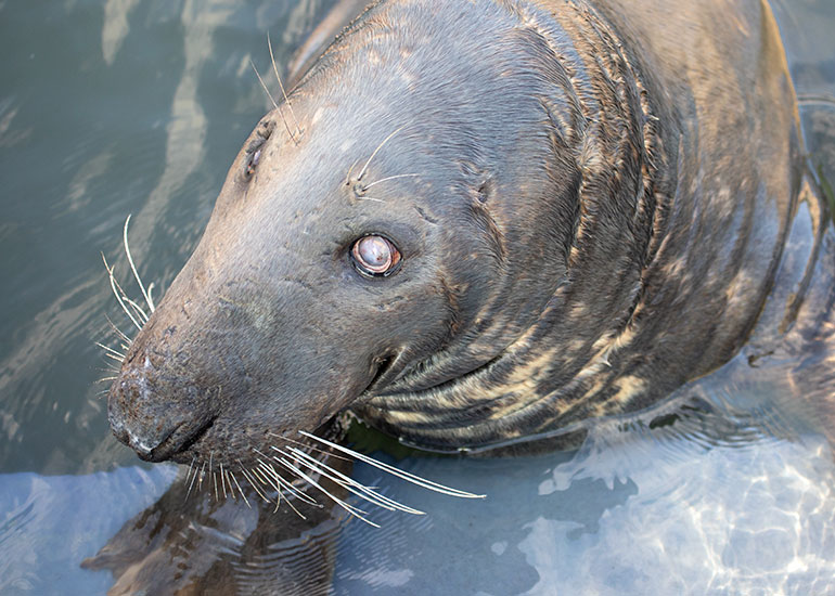 Cornish Seal Sanctuary