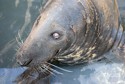 Cornish Seal Sanctuary