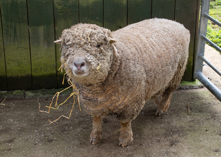 Paddock Animal