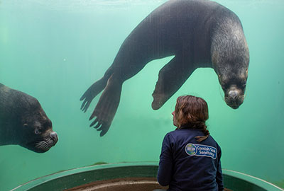 Diego and Noito, Patagonian Sea Lions, with Tamara