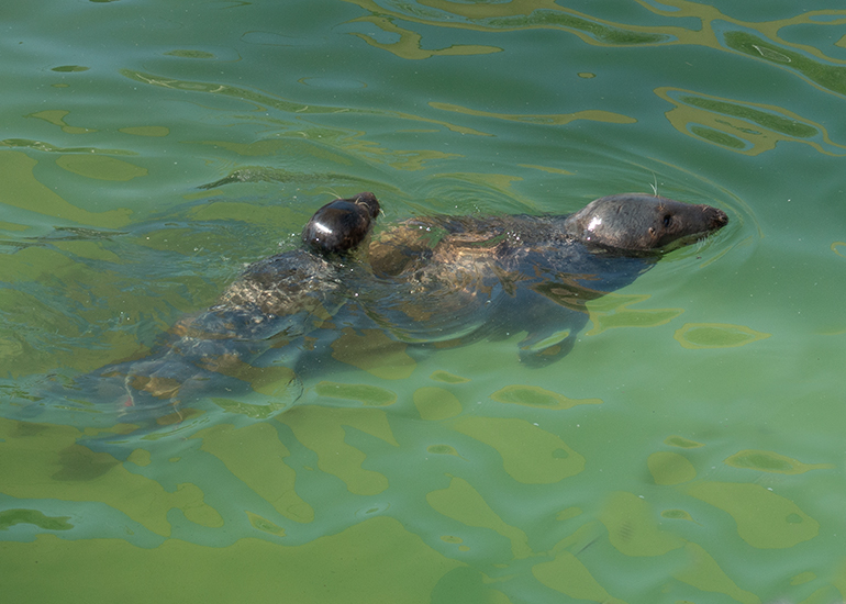 This pup loves riding on the backs of the adult seals