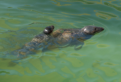 This pup loves riding on the backs of the adult seals