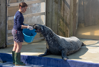 Cornish Seal Sanctuary