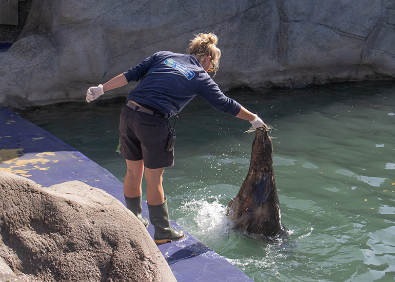 Cornish Seal Sanctuary