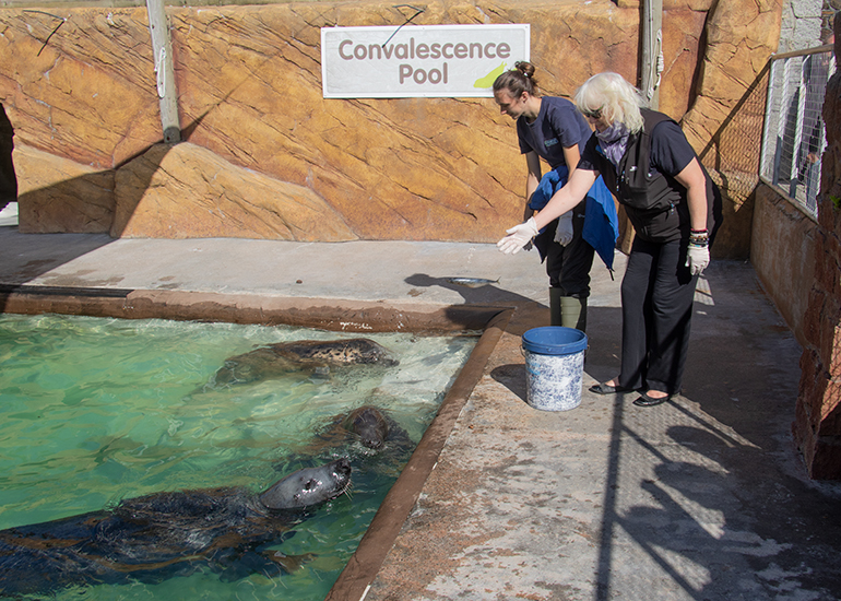 Cornish Seal Sanctuary