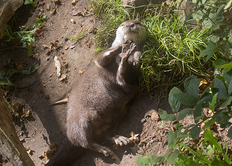 Apricot cleaning herself with a pebble/stone