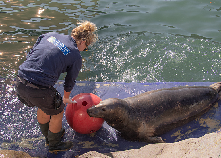 Cornish Seal Sanctuary