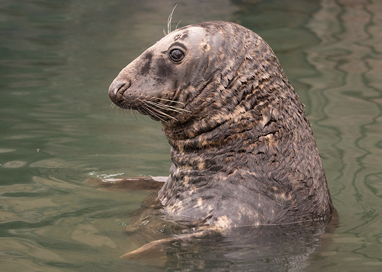 Cornish Seal Sanctuary