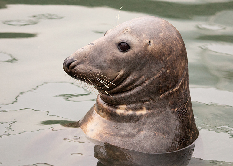 Cornish Seal Sanctuary